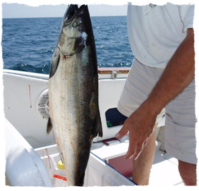 Catch Yourself Big Salmon and Trout in Lake Ontario